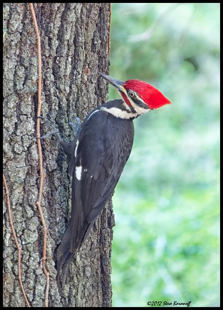 _2SB1111 pileated woodpecker.jpg
